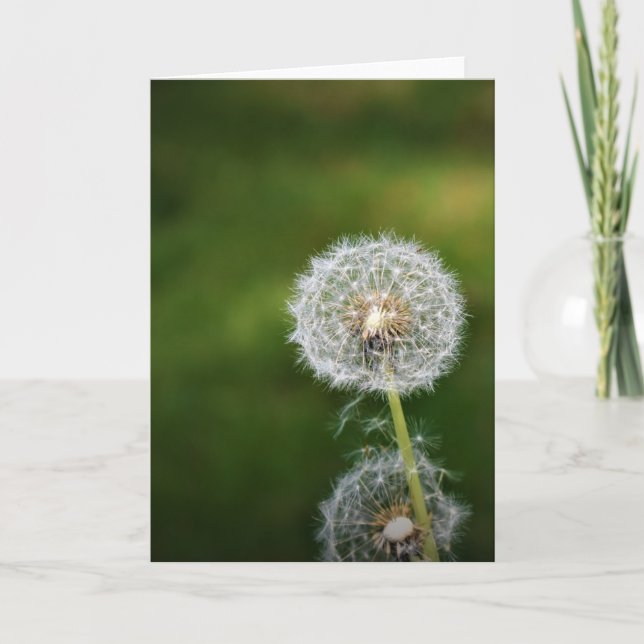 Cartão Dandelion (Frente)