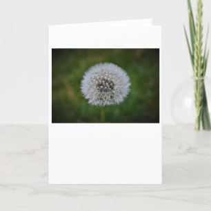 Cartão Dandelion
