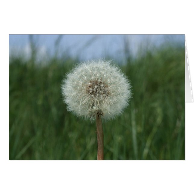 Cartão Dandelion (Frente Horizontal)