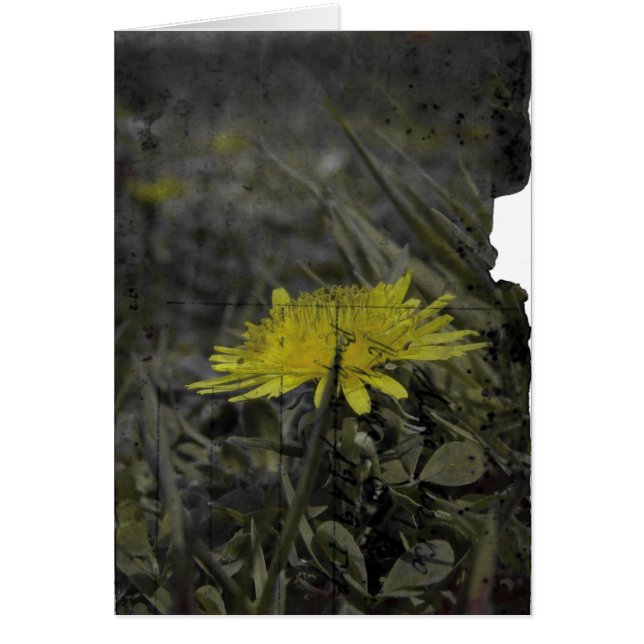Cartão Dandelion (Frente)