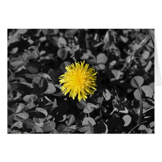 Cartão Dandelion (Frente Horizontal)