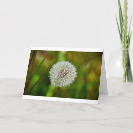 Cartão Dandelion