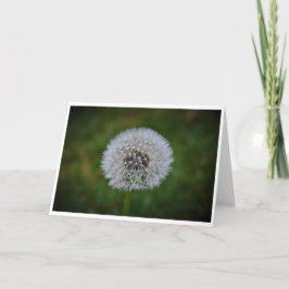 Cartão Dandelion