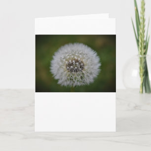 Cartão Dandelion