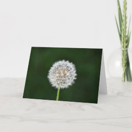 Cartão Dandelion