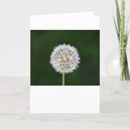 Cartão Dandelion