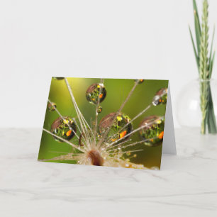 Cartão Dandelion And Water Droplets