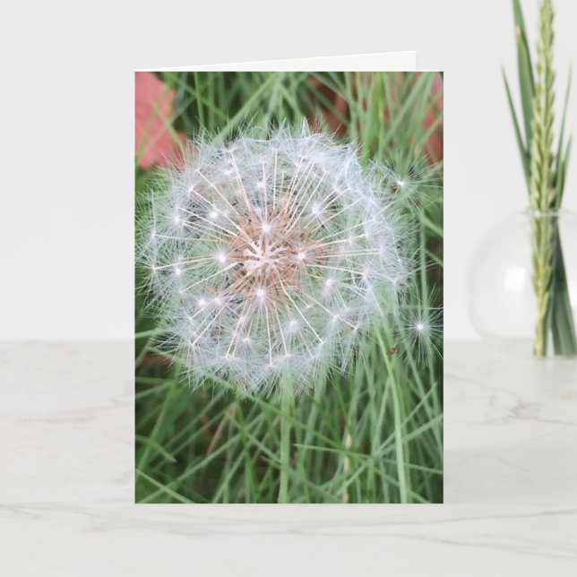 Cartão Dandelion Birthday card (Frente)