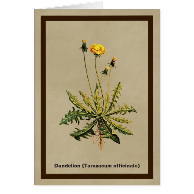 Cartão Dandelion Em Papel Antigo (Frente)