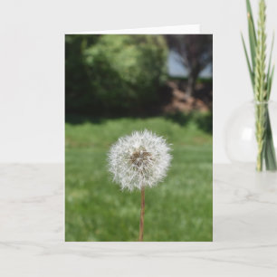 Cartão Dandelion Greeting Card