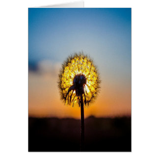 Cartão Dandelion no nascer do sol