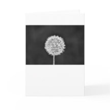 Dandelion - Noir, placa