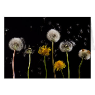 Cartão Dandelion preto moderno