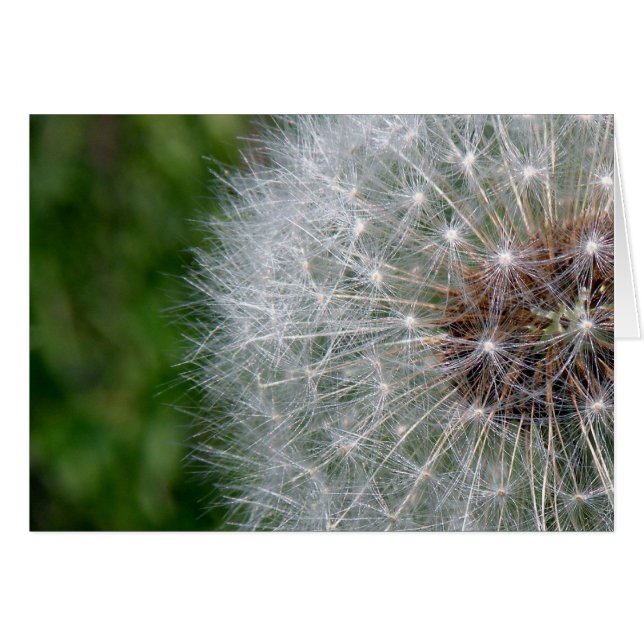 Cartão Dandelion Puff (Frente Horizontal)