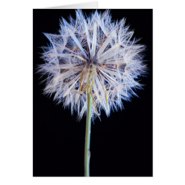 Cartão Dandelion (Taraxacum Officinale) Semente (Frente)