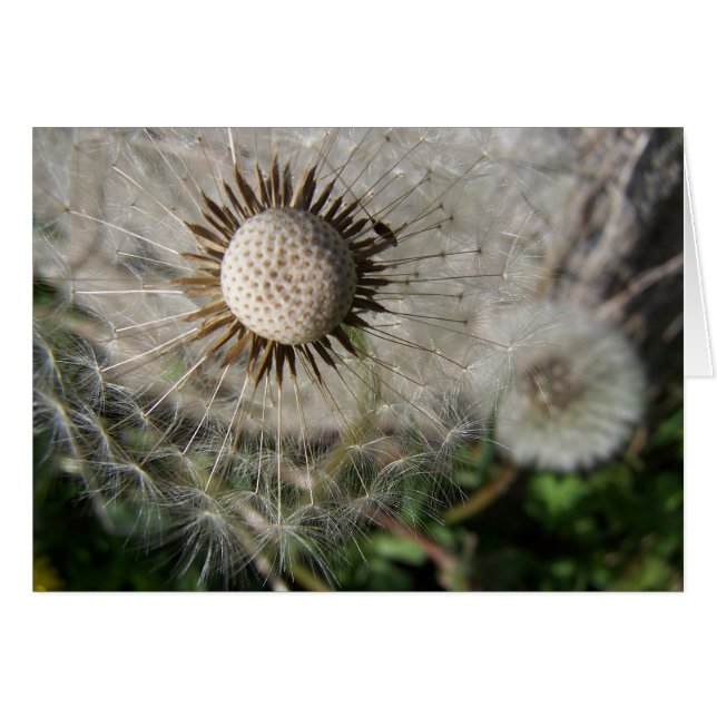 Cartão Dandelion Wish (Frente Horizontal)