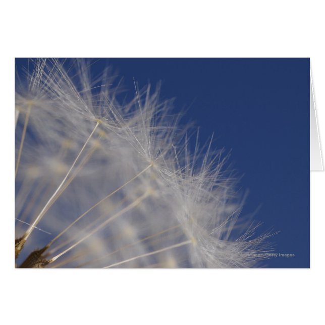 Cartão Dandelions (Frente Horizontal)