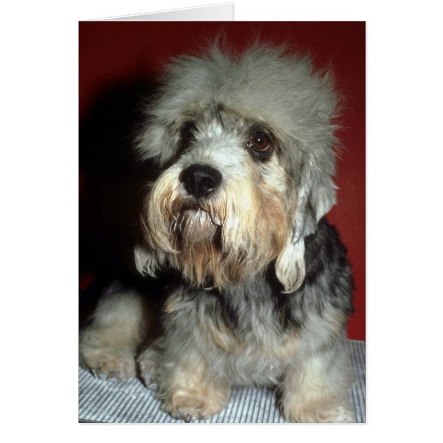 Cartão Dandie Dinmont (Frente)