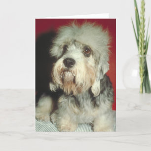 Cartão Dandie Dinmont Terrier