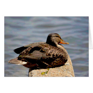 Cartão Dapper Duck