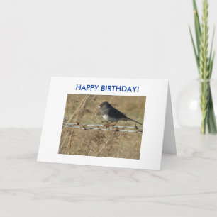 Cartão Dark-eyed Junco & Barbwire, HAPPY BIRTHDAY!