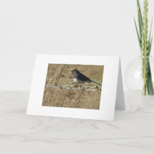 Cartão Dark-eyed Junco & Barbwire, Warm Winter Greeting