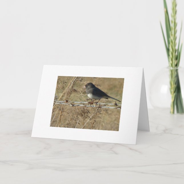 Cartão Dark-eyed Junco & Barbwire, Warm Winter Greeting (Frente)
