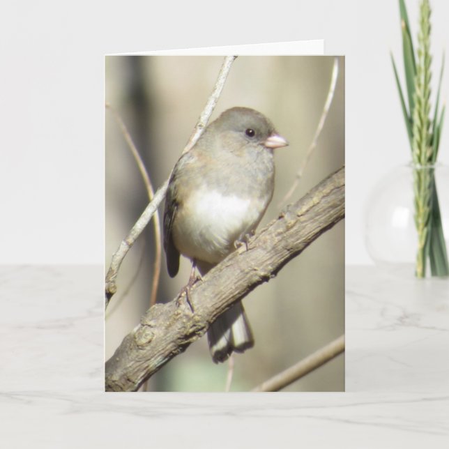 Cartão Dark-eyed Junco Greeting Card (Frente)