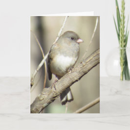 Cartão Dark-eyed Junco Greeting Card