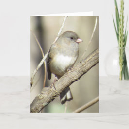 Cartão Dark-eyed Junco Greeting Card