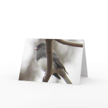 Dark-eyed Junco Greeting Card