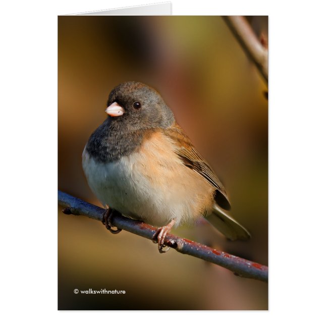 Cartão Dark-Eyed Junco on a Limb (Frente)
