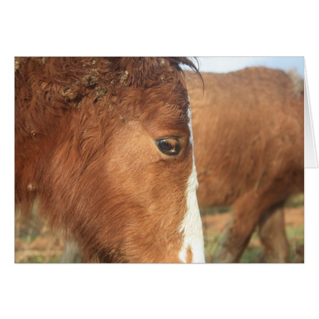 Cartão Dartmoor Ponies (Frente Horizontal)