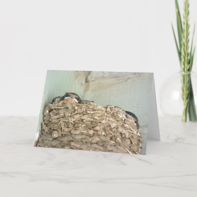 Cartão das andorinhas de celeiro do bebê (Frente)