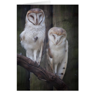 Cartão das corujas