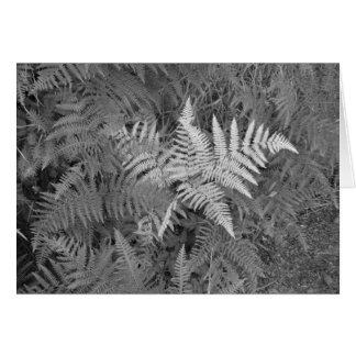 Cartão das samambaias