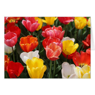 Cartão das tulipas