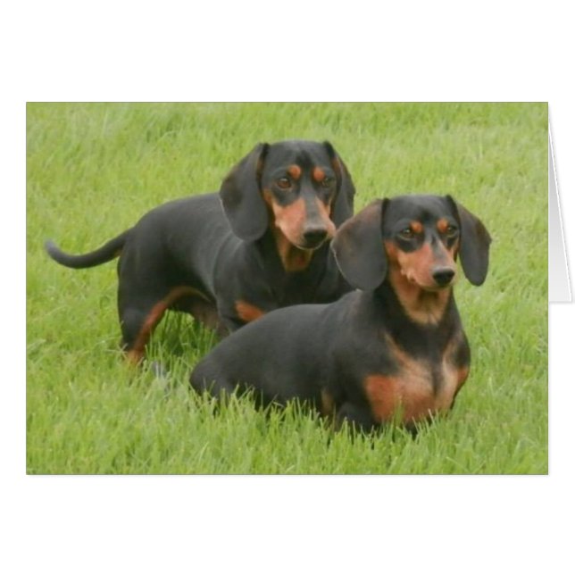 Cartão Dashfunds (Frente horizontal)