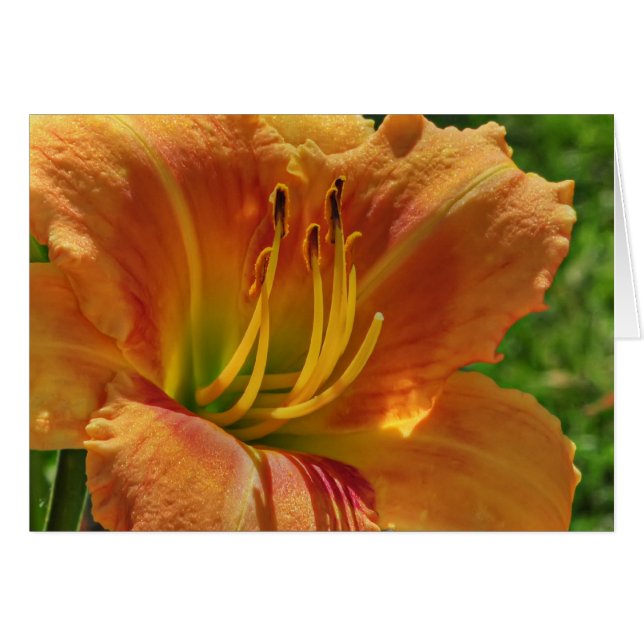 Cartão Day Lily No. 1 (Frente Horizontal)
