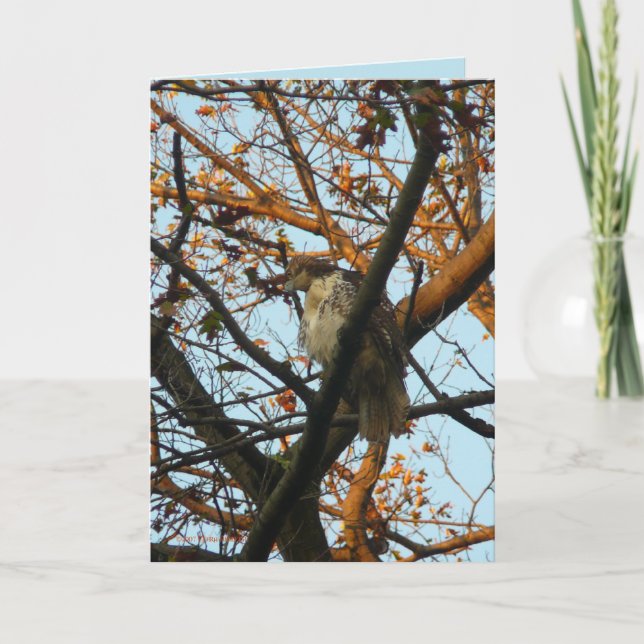 Cartão Day of the Hawk (Frente)