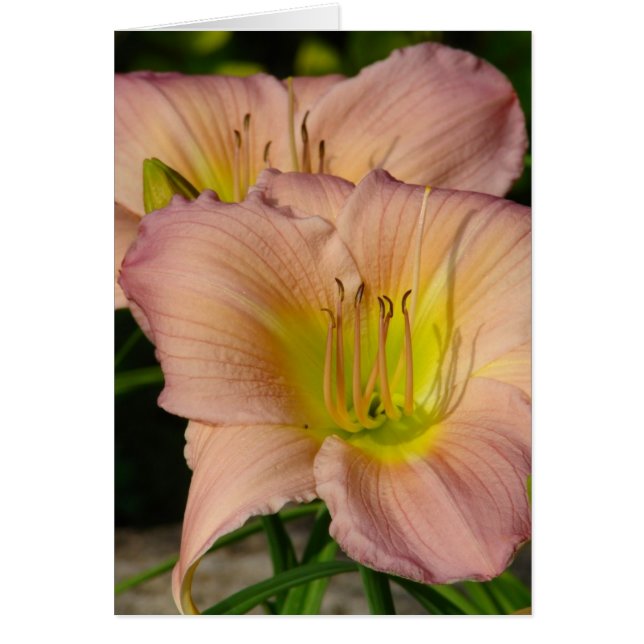 Cartão Daylillies (Frente)