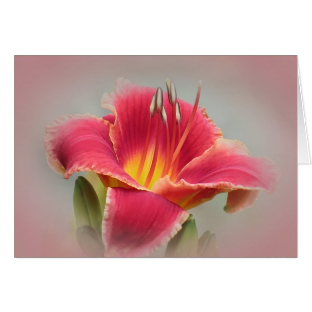Cartão Daylily Blush (Frente Horizontal)