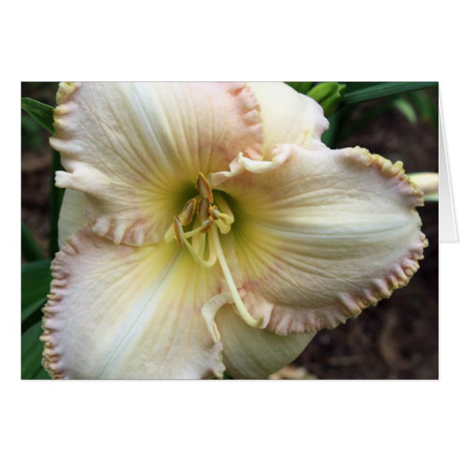 Cartão Daylily Dreaming (Frente horizontal)
