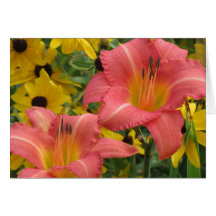 Daylily e Rudbeckia Combo