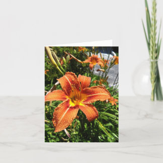 Cartão Daylily Notecards