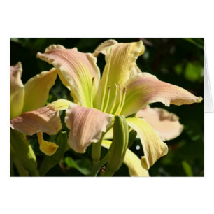 Cartão Daylily 'Olho do Sapo'