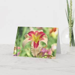 Cartão Daylily 'Patricia Snider Memorial'