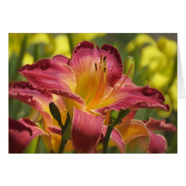 Cartão Daylily Sheik (Frente Horizontal)