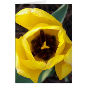 Cartão Daze do Daffodil