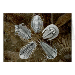 Cartão de 5 Trilobites